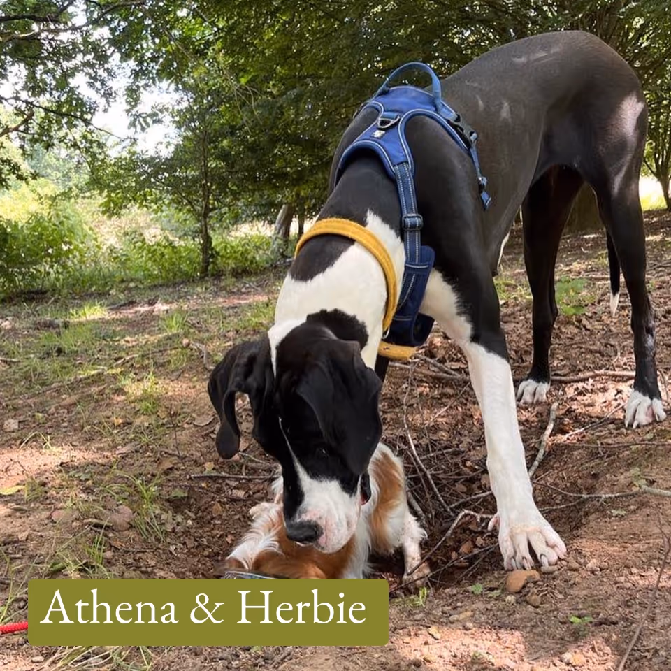 Black and white large dog wearing a blue harness leaning down to sniff a smaller brown and white dog lying on the ground outdoors.