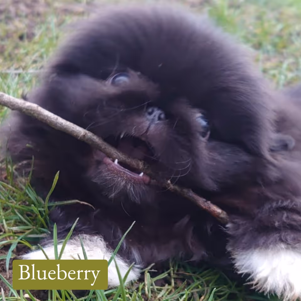Small fluffy black dog with white paws biting a stick on grass.