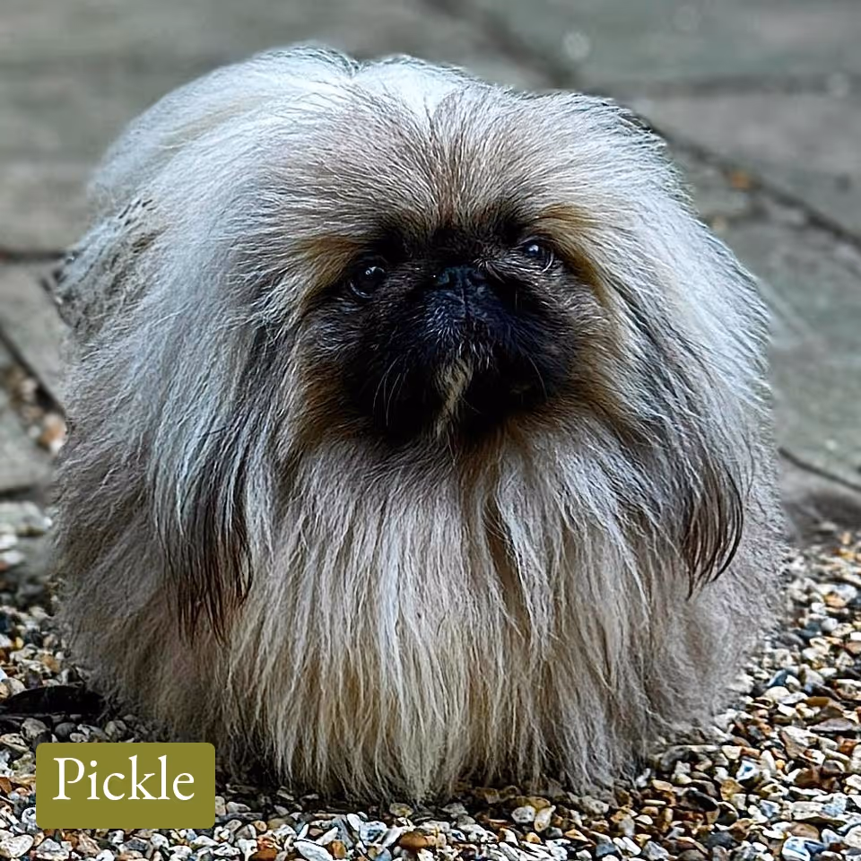 Fluffy Pekingese dog with long, light grey fur sitting on small pebbles.