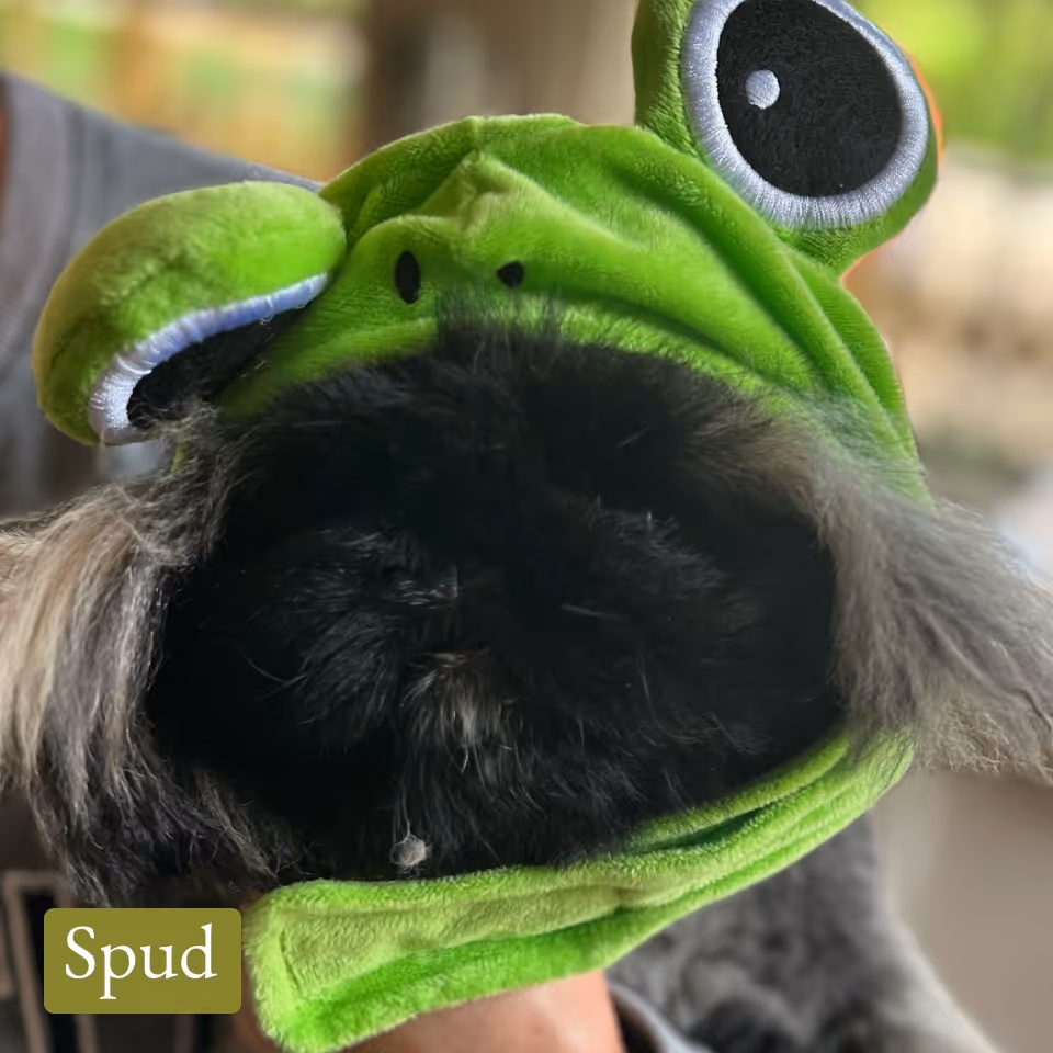 Black dog wearing a green frog costume hat with large eyes.