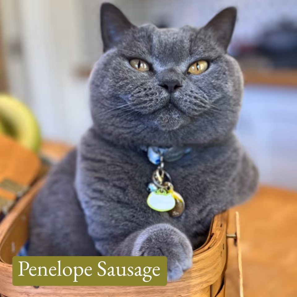 Grey British Shorthair cat with amber eyes wearing a collar with tags, sitting inside a wooden basket.
