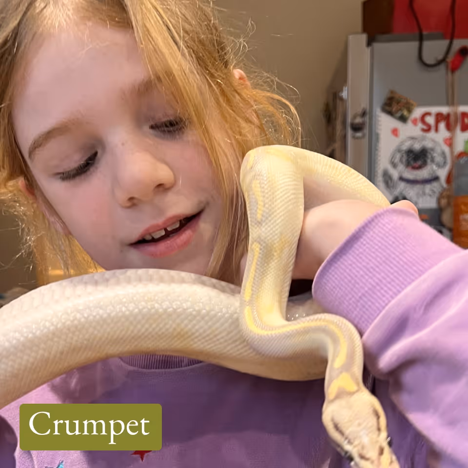 Young girl with blonde hair gently holding and looking at a pale yellow and white snake wrapped around her arm.