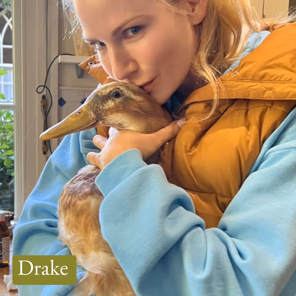 Woman in a blue hoodie and orange vest gently holding and kissing a brown duck indoors near a window.