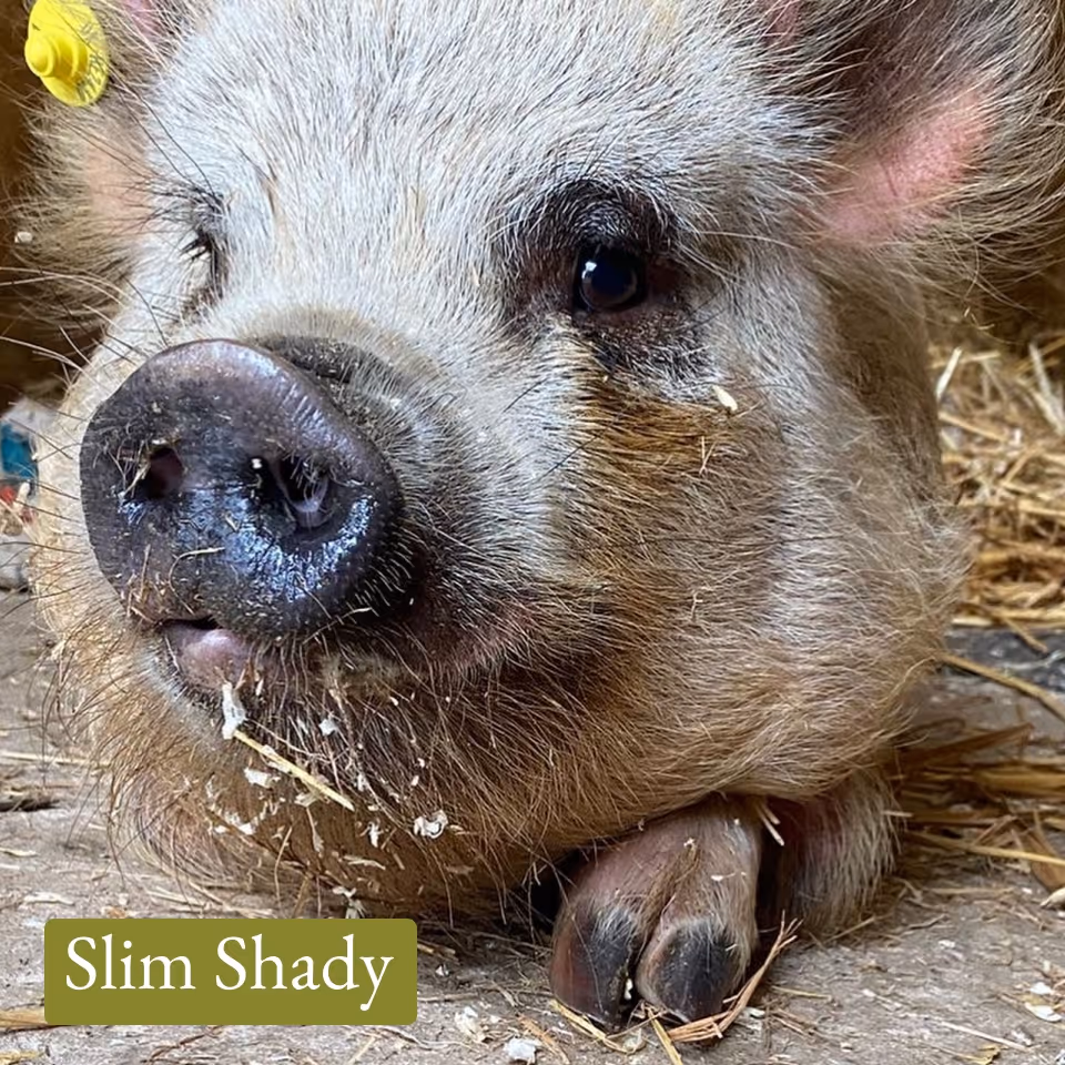 Close-up of a pig's face with a yellow ear tag, lying on a straw-covered ground.