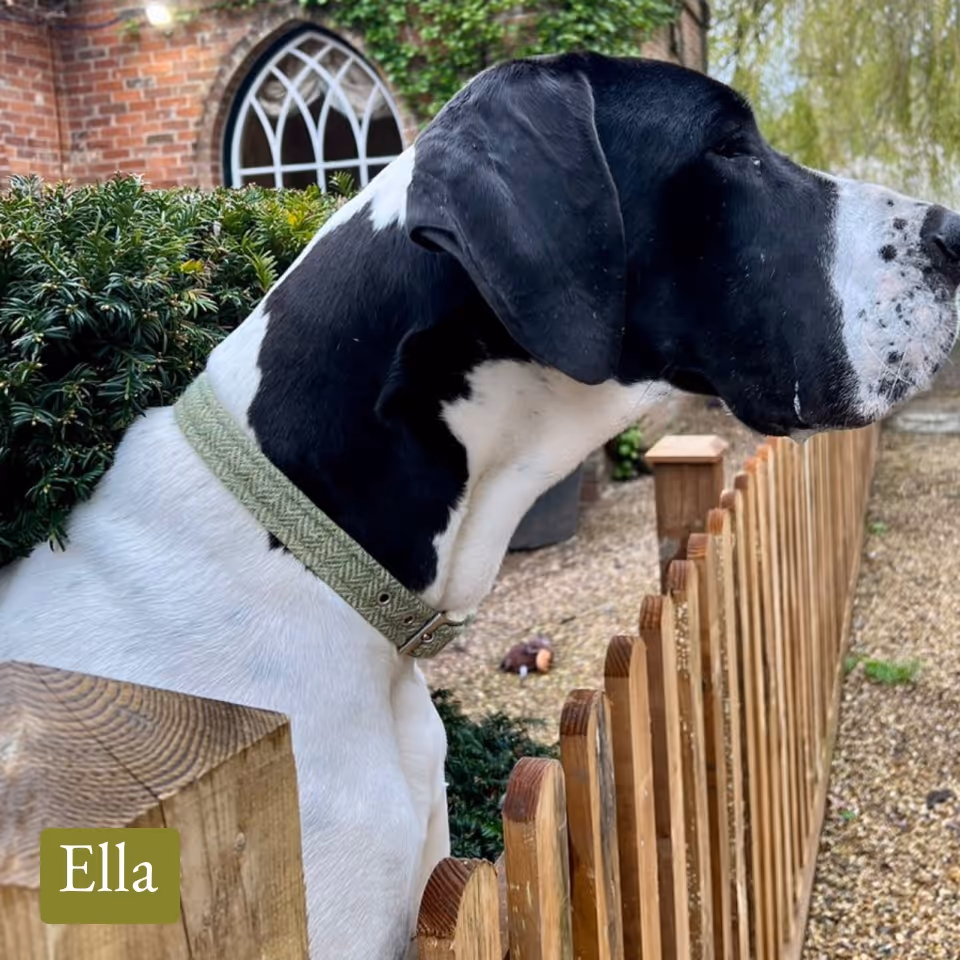 Black and white dog with a green collar looking over a wooden fence in a garden.