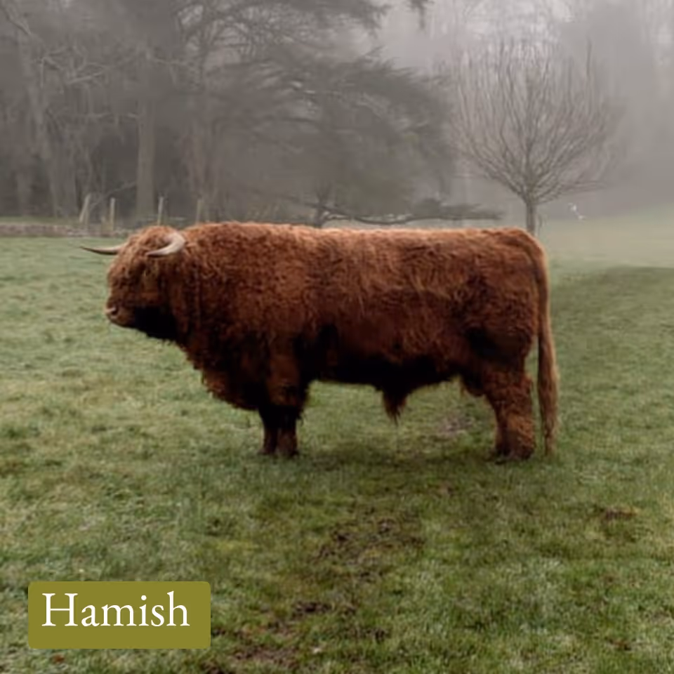 A brown Highland cow with long horns standing on green grass in a misty field.