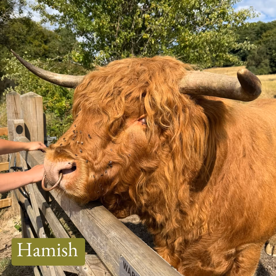 Close-up of a highland cow with long horns and a nose ring leaning on a wooden fence, with a person's hands nearby.