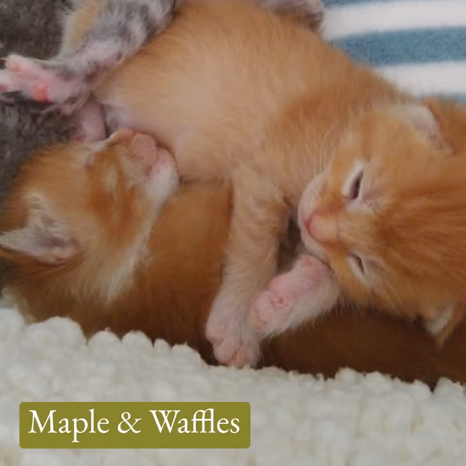 Two newborn orange tabby kittens cuddled together, one sleeping with eyes closed and the other partially open.