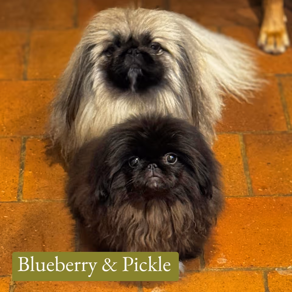 Two small fluffy dogs with flat faces, one black and one cream, sitting on a tiled floor.