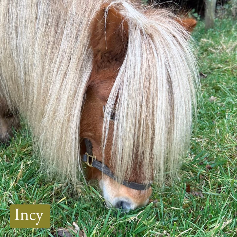 Close-up of a brown pony with long blond mane grazing on green grass.