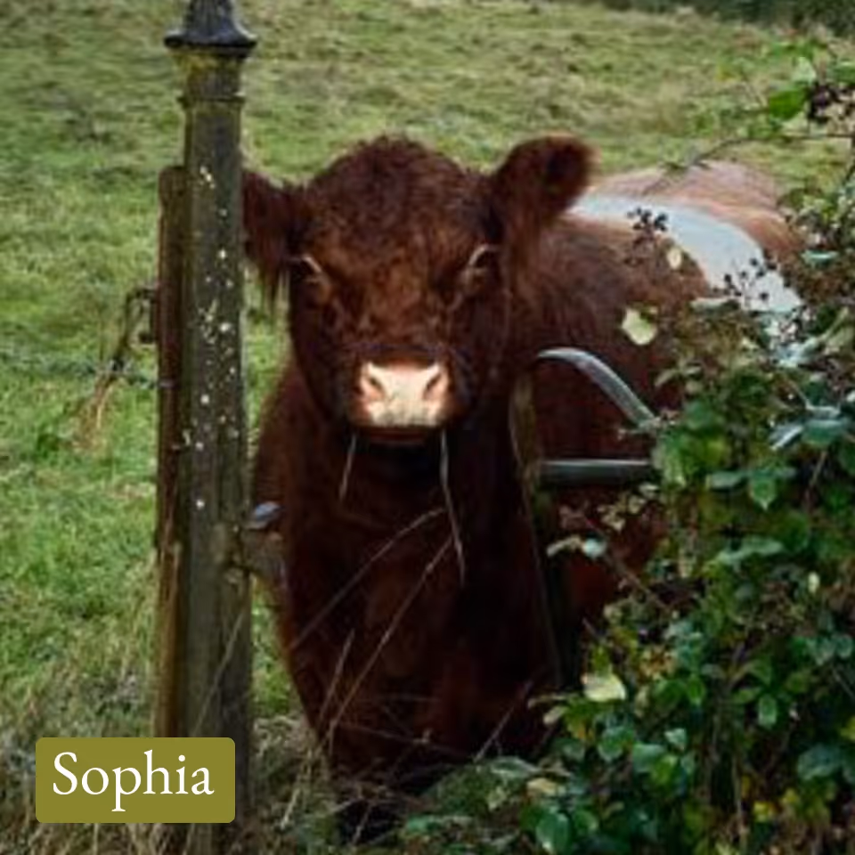 Brown cow standing behind a rusty metal gate with green grass and bushes around.