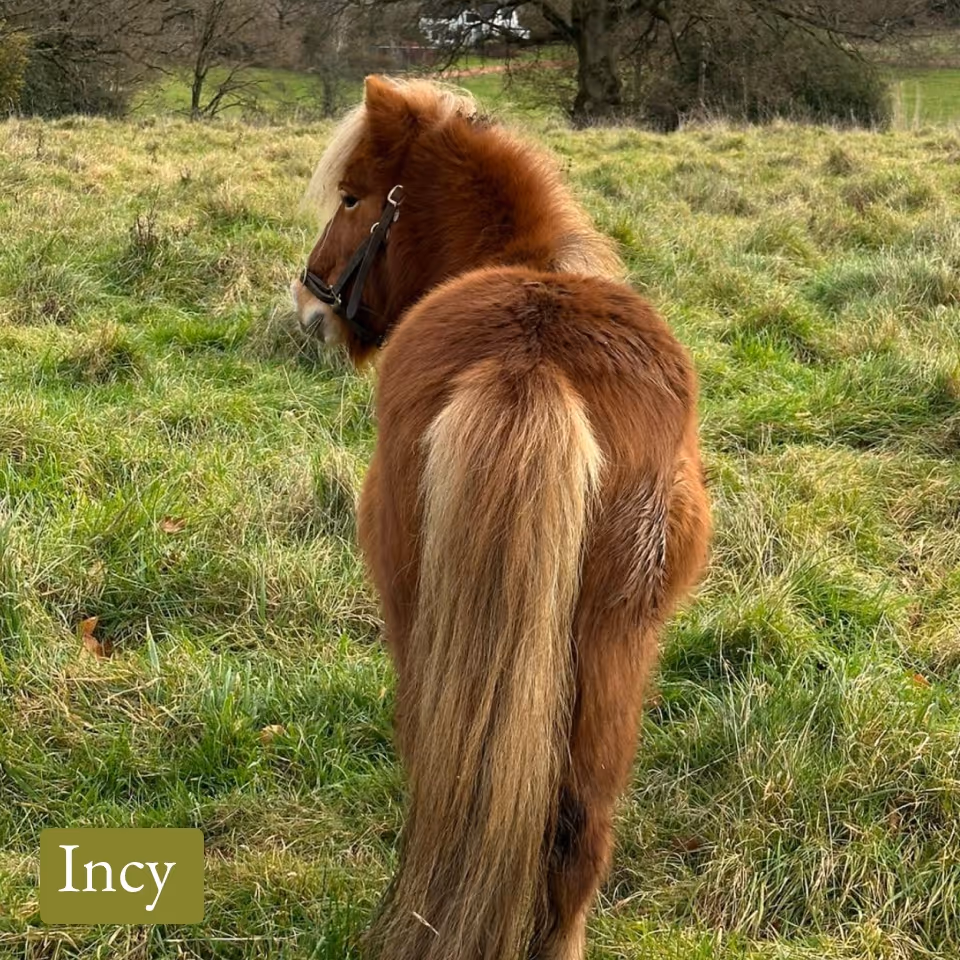 Brown pony with a light mane and long tail standing in a grassy field facing away.