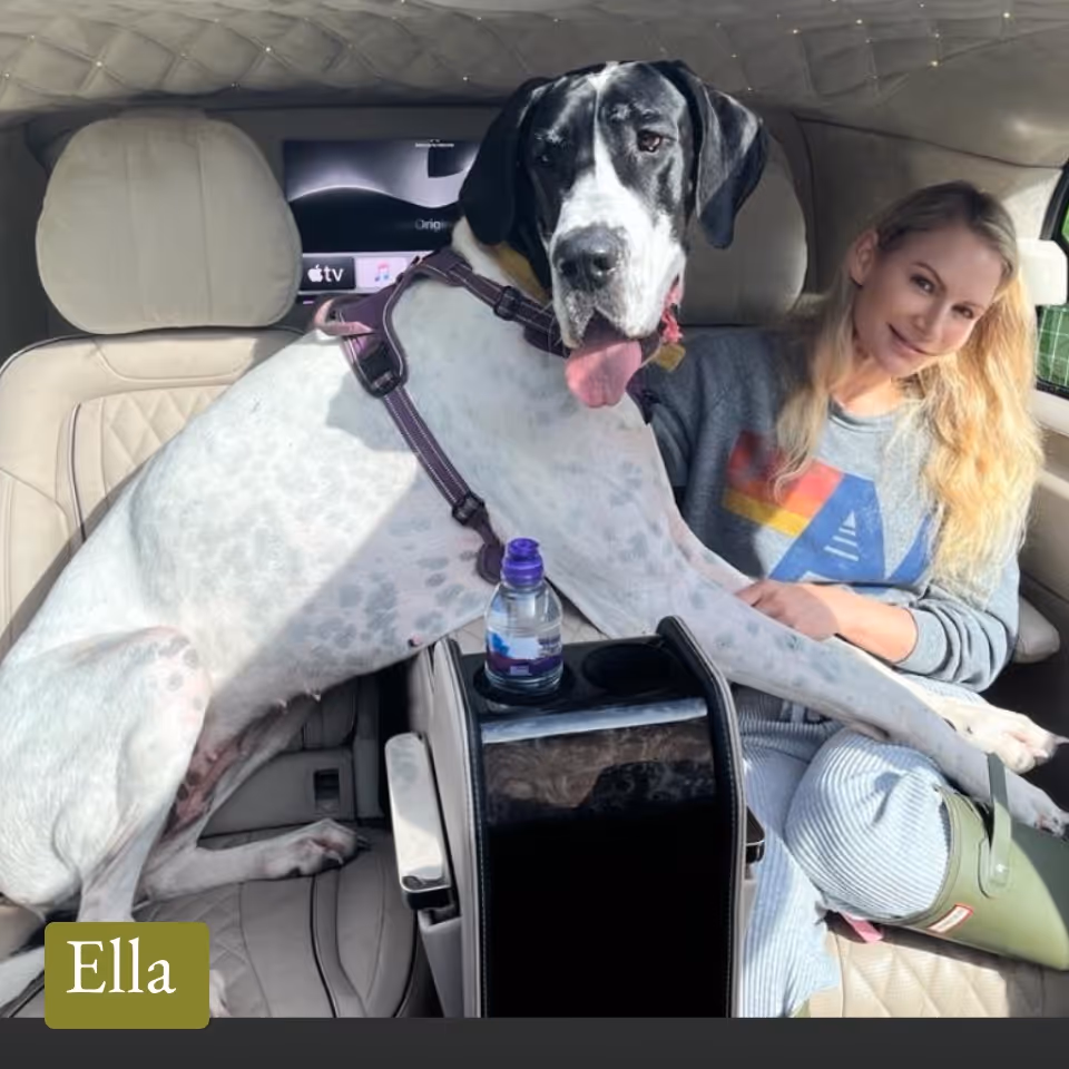 Large white and black Great Dane dog sitting on car seat next to a smiling woman with long blonde hair.