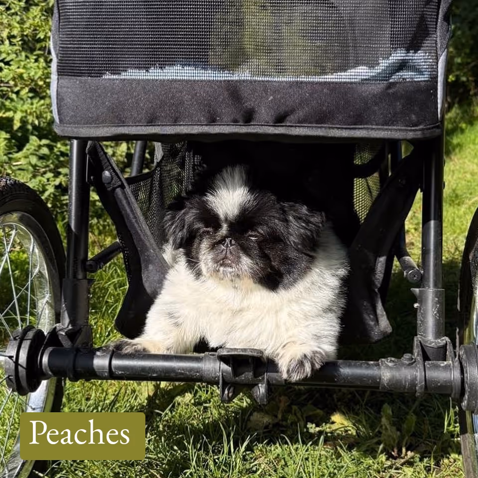 Small black and white fluffy dog resting on the bottom frame of a black stroller on green grass.