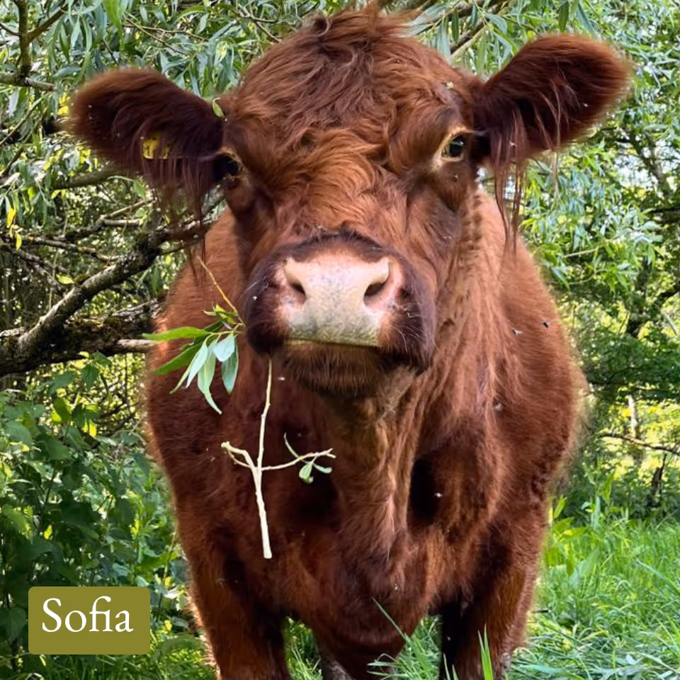 Close-up of a brown cow chewing a leafy branch with green trees and grass in the background.