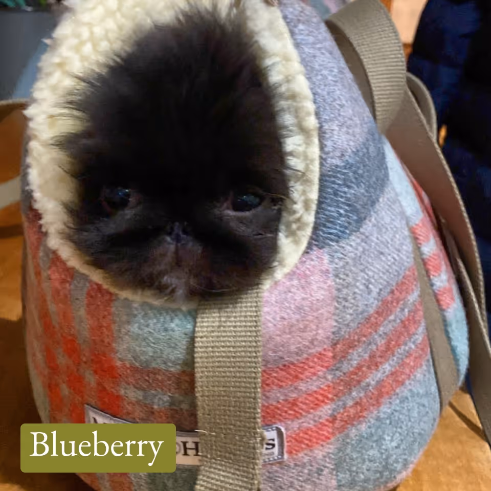 Small black dog with fluffy fur peeking out of a cosy, plaid-patterned pet carrier bag.