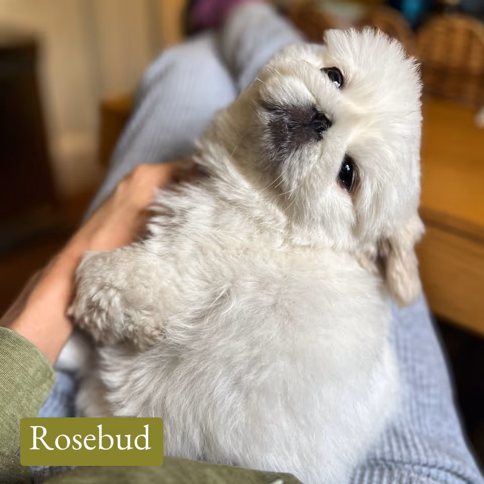 Fluffy white puppy resting on a person's lap, looking up with soulful eyes.