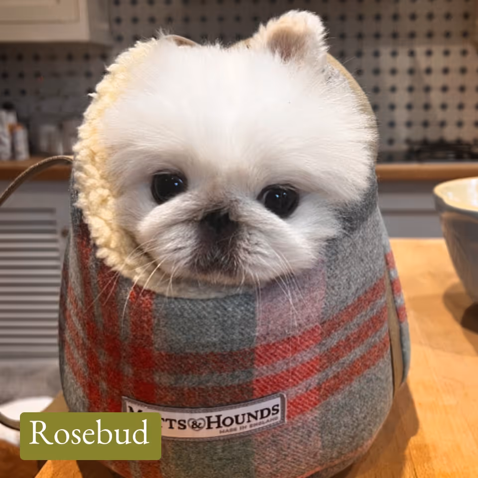 Small white dog with dark eyes wrapped snugly in a plaid Mutts & Hounds blanket on a wooden table.