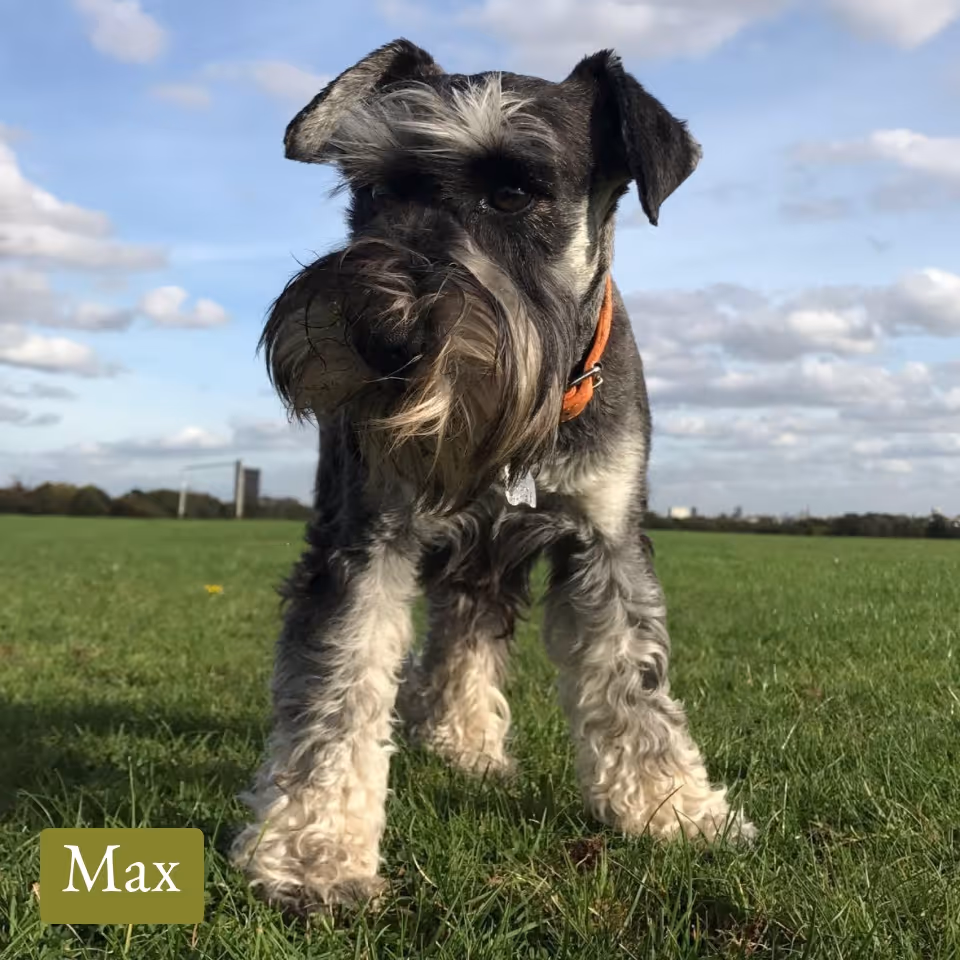 Schnauzer dog named Max standing on green grass under a partly cloudy sky.