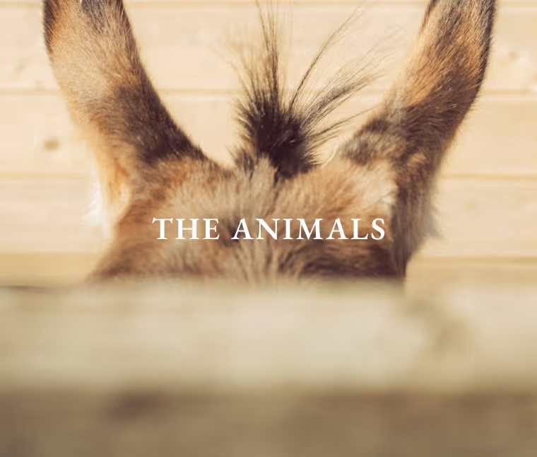 Close-up view of a donkey's ears and mane peeking over a wooden fence with text 'THE ANIMALS'.