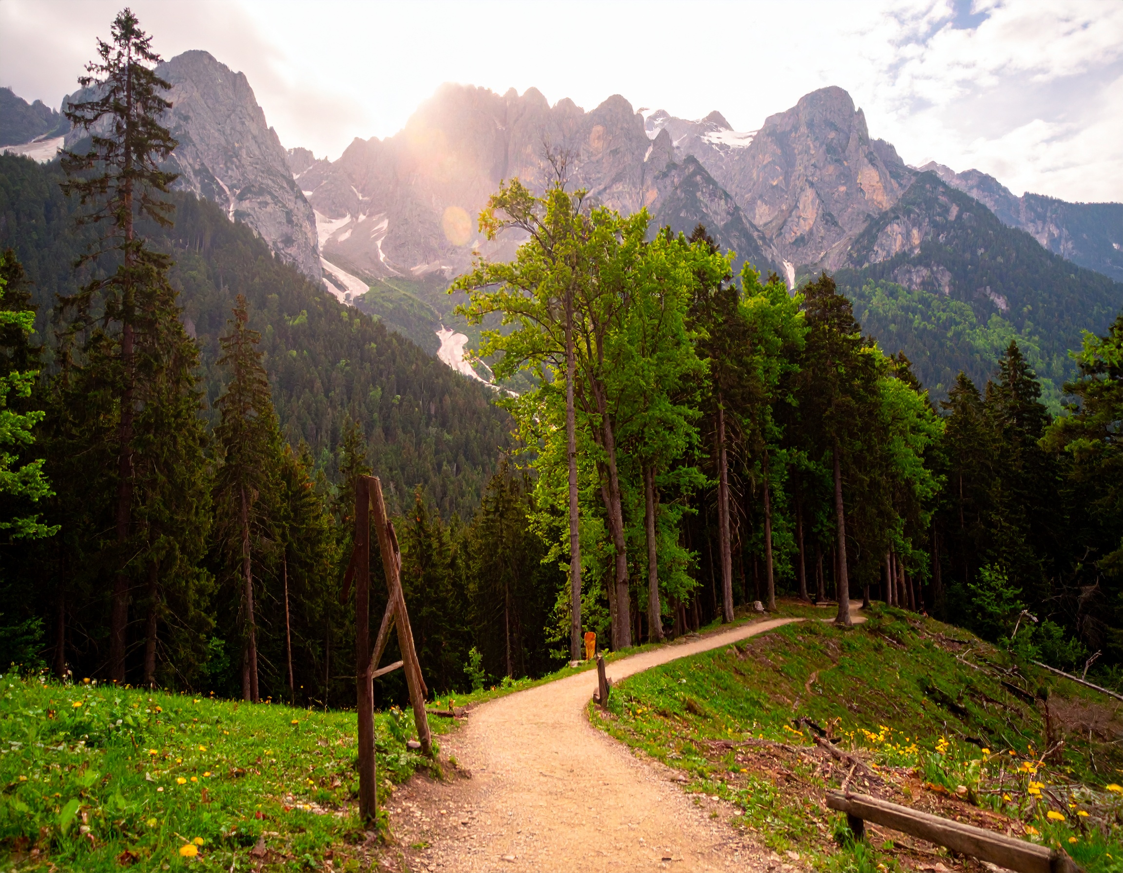 Sunlit dirt path winding through green forest with tall trees and mountains in the background.
