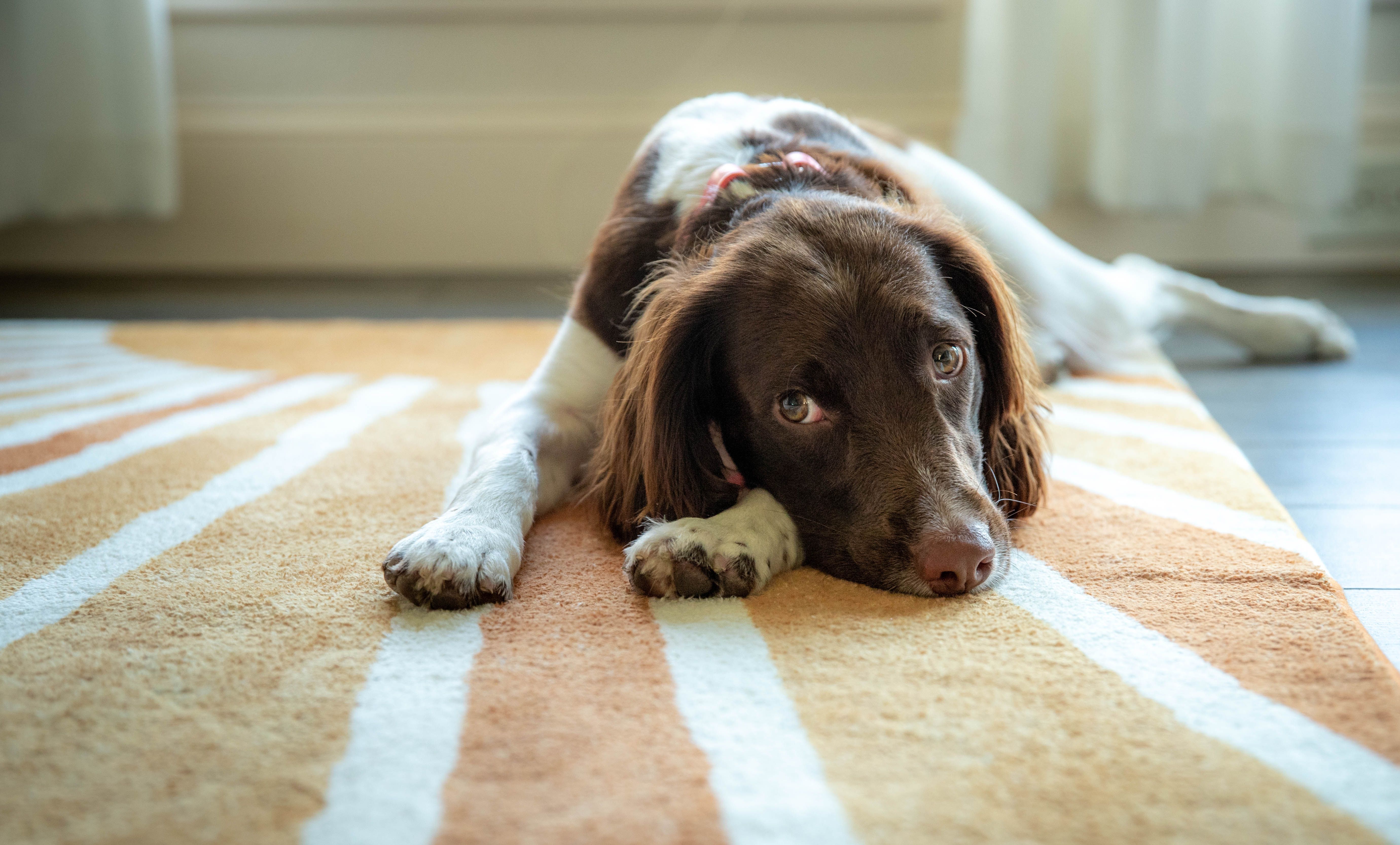 Dog resting on carpet in a Peterborough family home — pet hair removal advice from Cambridgeshire Carpets Ltd, carpet fitters in PE1–PE7, Cambridgeshire