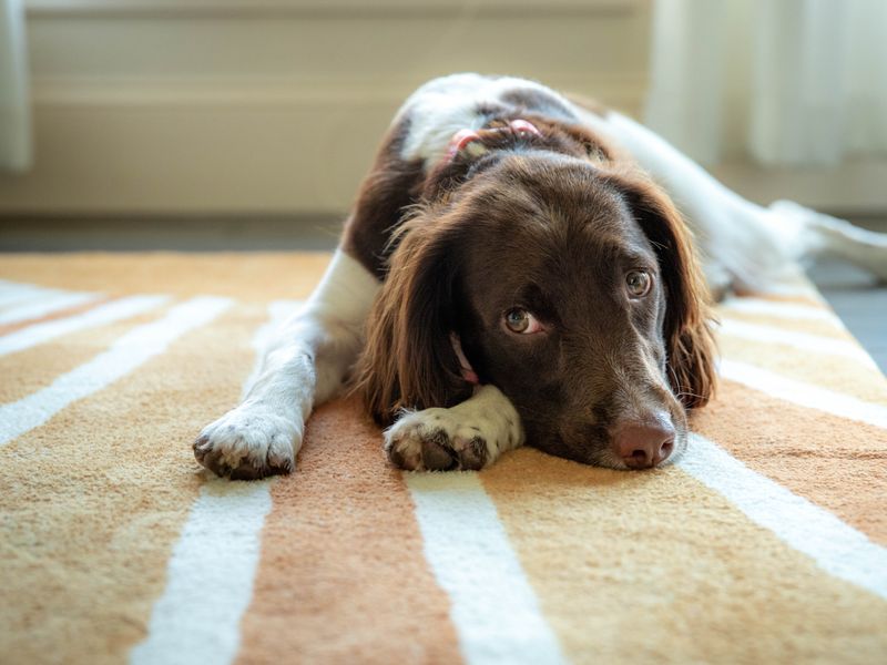 Dog resting on carpet in a Peterborough family home — pet hair removal advice from Cambridgeshire Carpets Ltd, carpet fitters in PE1–PE7, Cambridgeshire