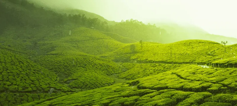 green tea field