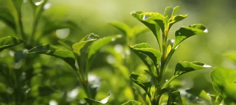 Green tea leaves up close