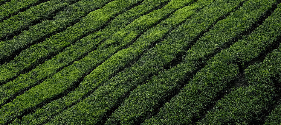 green tea field