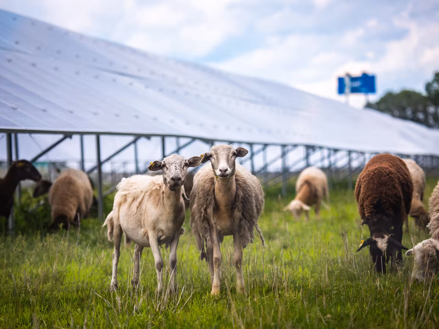 Sheep grazing on green grass in front of solar panels under a partly cloudy sky.