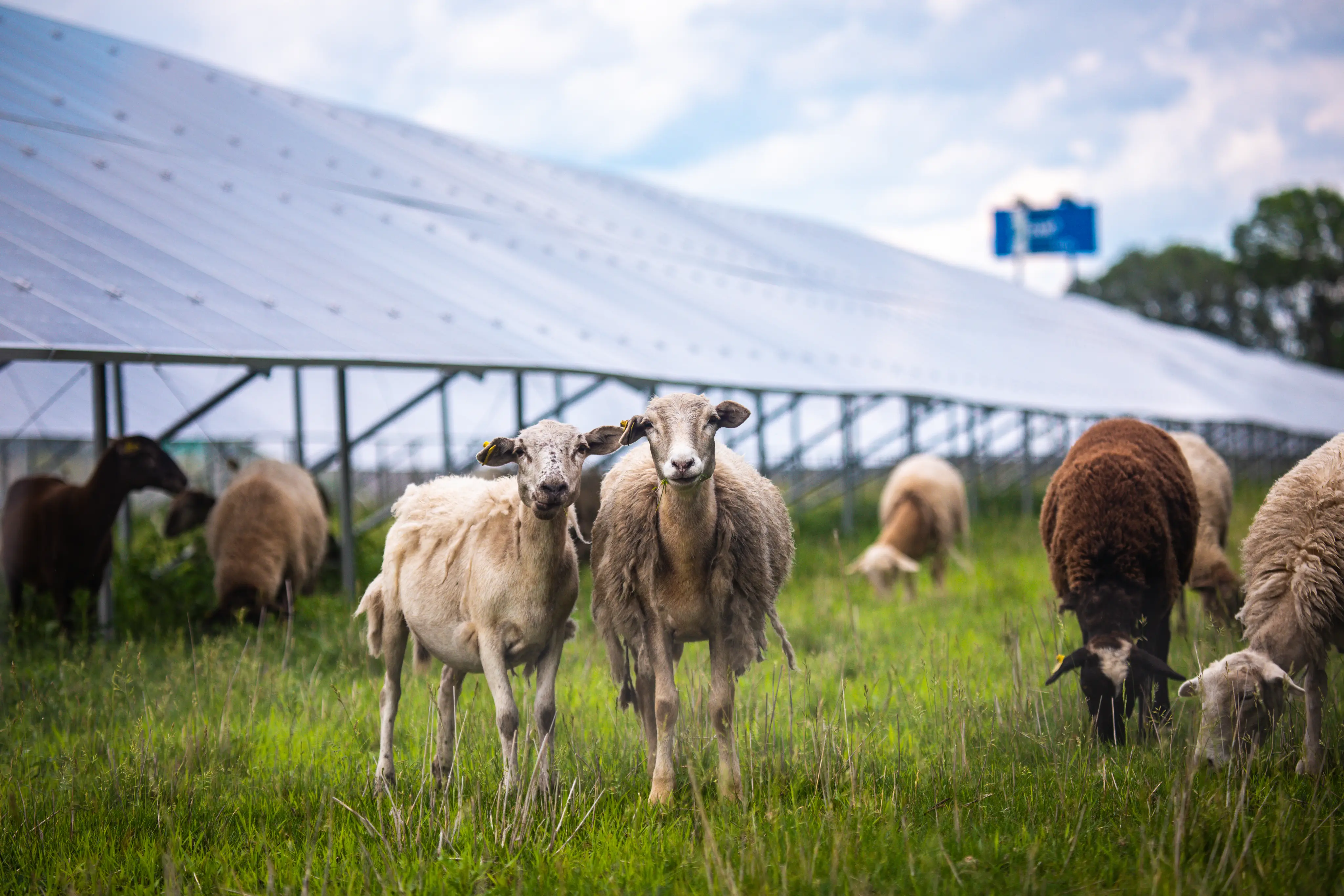 Sheep grazing on green grass in front of solar panels under a partly cloudy sky.