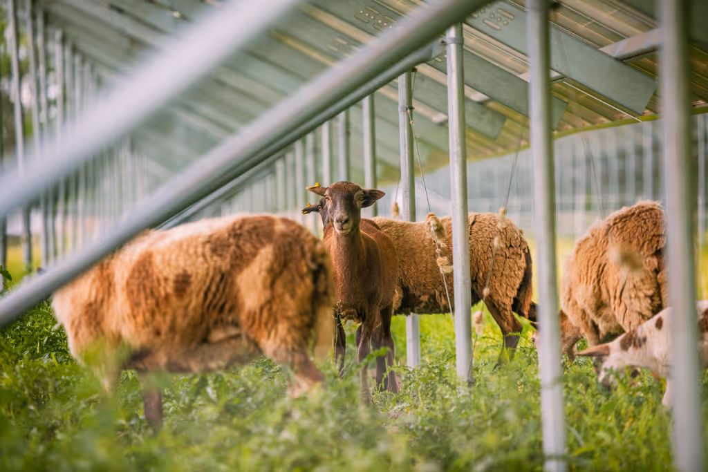 Sheep grazing under a metal structure in a green field with tall grass.