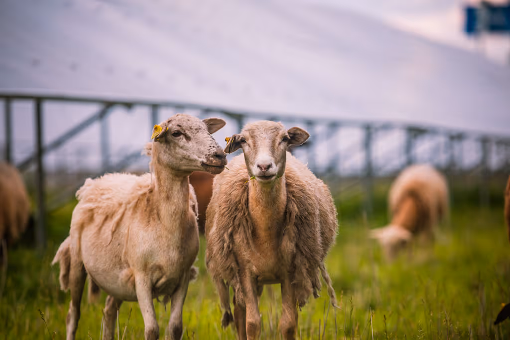 Two sheep standing close together in a grassy field with a blurred farm structure in the background.