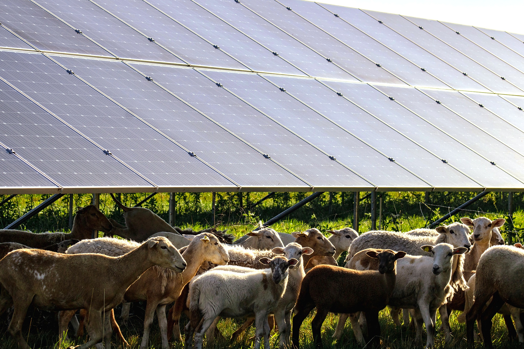 A group of sheep standing and resting under solar panels in a grassy field.