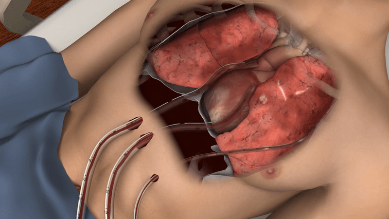 Chest anatomy render