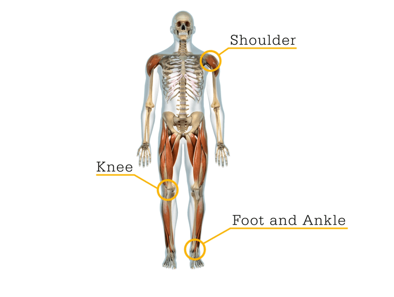 Full-body skeleton with callouts marking shoulder, knee, and foot and ankle