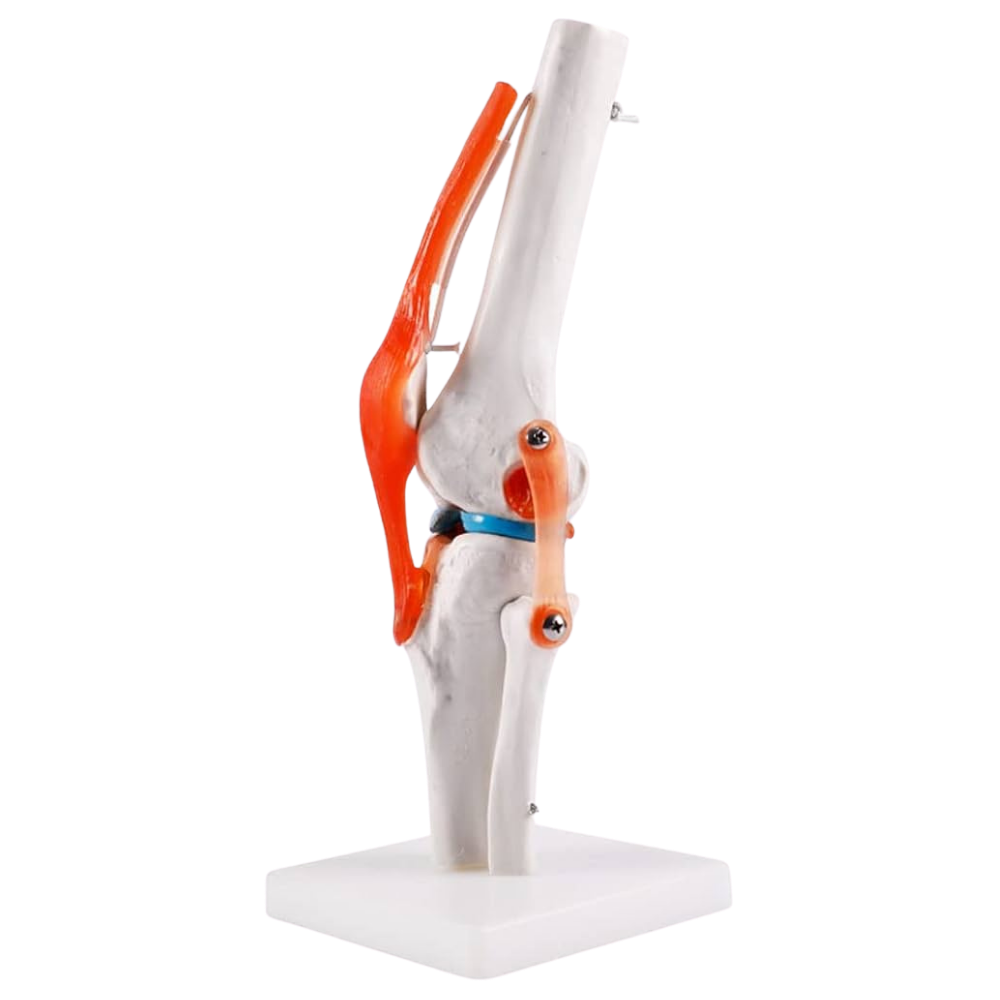 An acrylic anatomical knee model of the kind kept on a consult room desk.