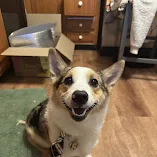 [headshot] image of a customer interacting with their pet (for a pet store)