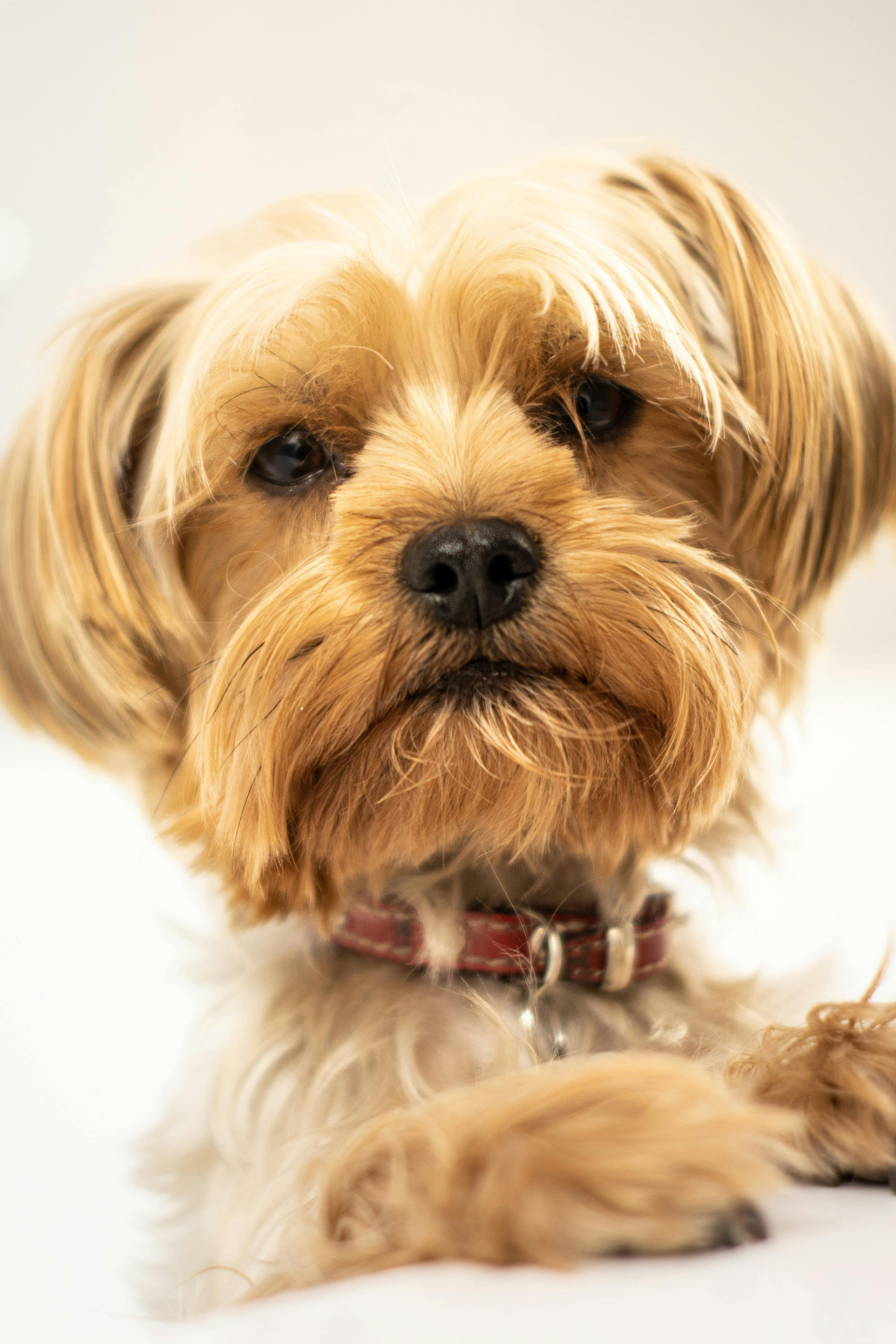 Small dog