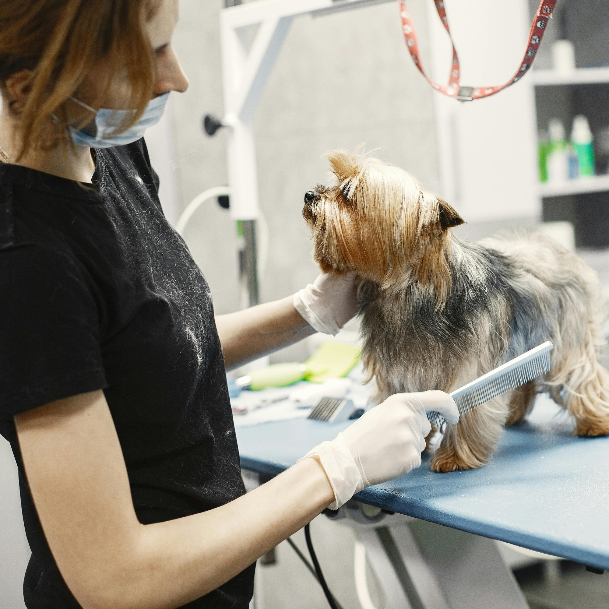 groomer brushing dog