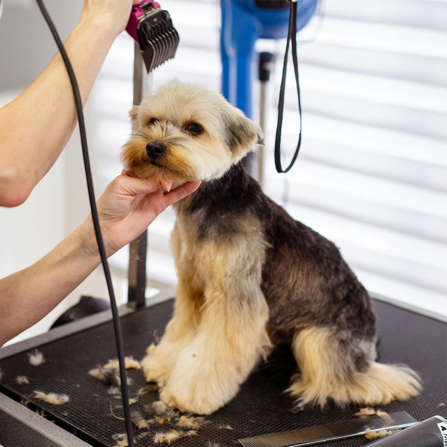 Dog being groomed