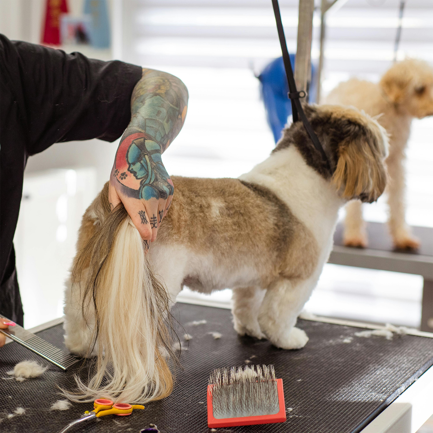 Dog tail being groomed