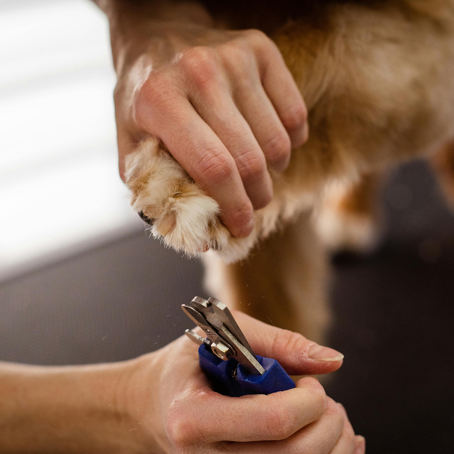 Dog nail trim