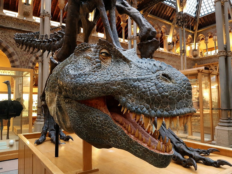 Trip to Pitt Rivers & Natural History Museum