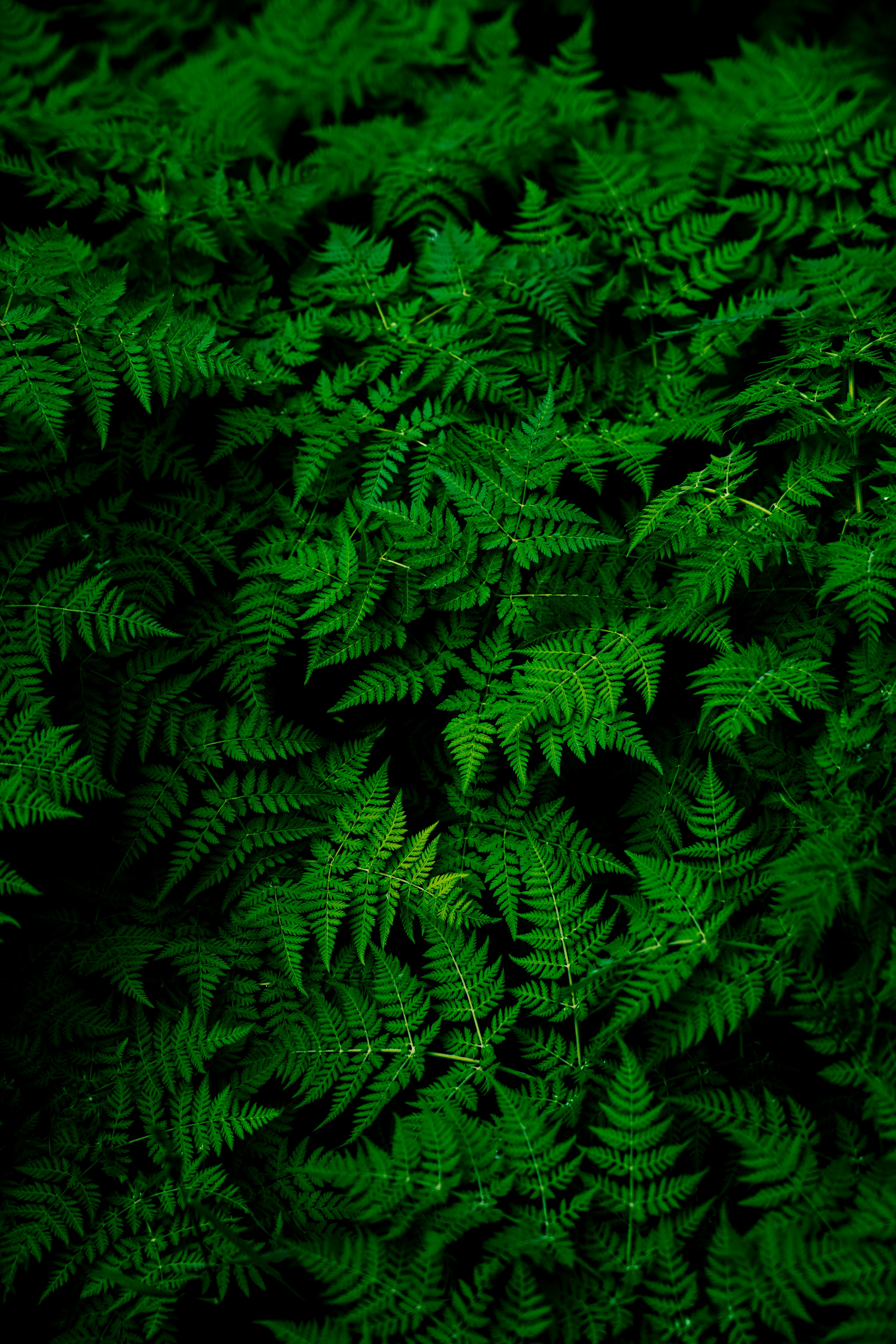 Green noise focus texture