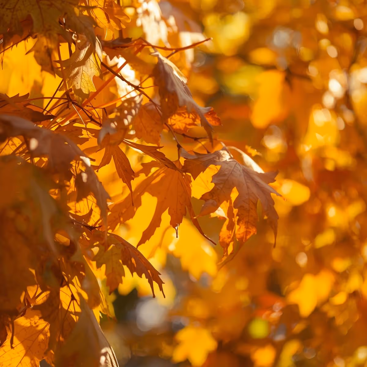 Feuilles qui bruissent