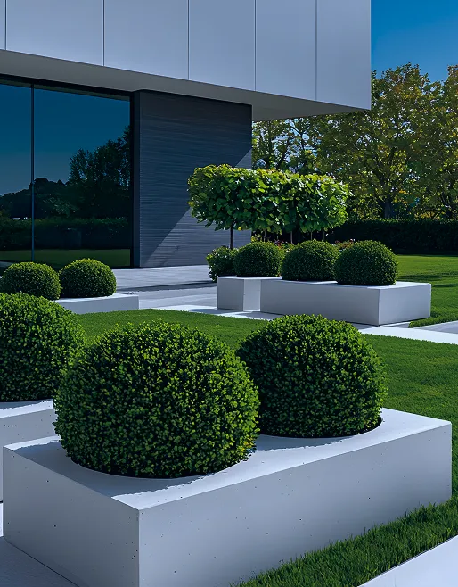 Moderne Architektur mit großen Glasfenstern und symmetrisch geschnittenen, kugelförmigen Sträuchern in weißen rechteckigen Pflanzkästen auf grünem Rasen.