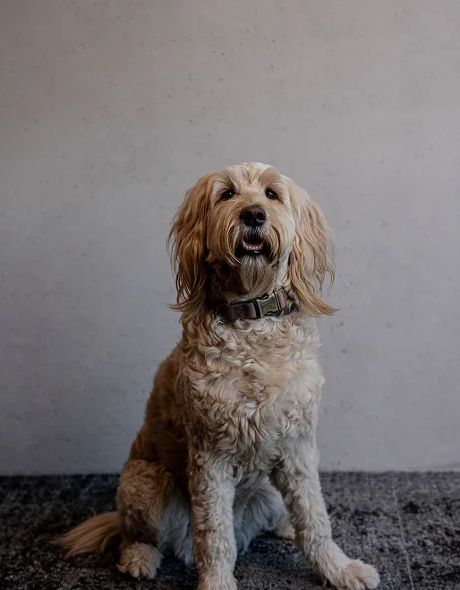 Beiger, lockiger Hund sitzt auf einem dunklen Teppich vor einer grauen Wand.