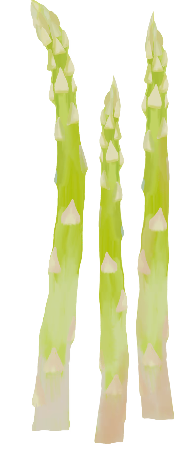 Tre lysegrønne asparges med hvite spissdetaljer mot hvit bakgrunn.